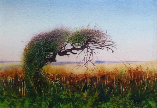 windswept-hawthorn-d7dc40349c5ea898741d7211c83f6e4a